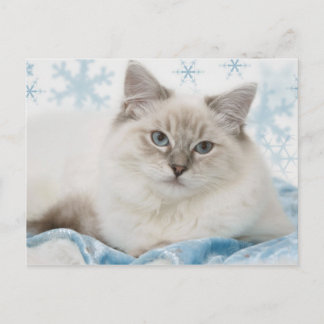 ragdoll Postkarte