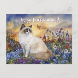 Ragdoll Postkreuzung - Postkarte