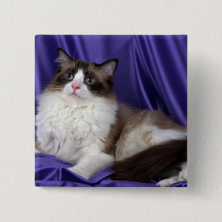 Ragdoll, Siegel zweifarbig Button