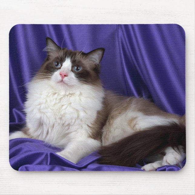 Ragdoll, Siegel zweifarbig Mousepad (Vorne)