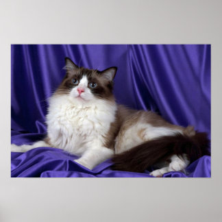 Ragdoll, Siegel zweifarbig Poster