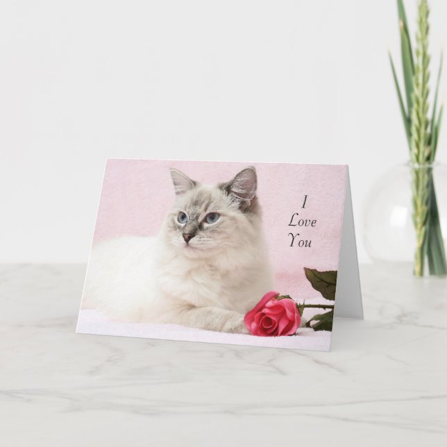Ragdoll Valentine Card Feiertagskarte (Vorderseite)