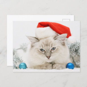 Ragdoll Wearing-Weihnachtsmannmütze Postkarte