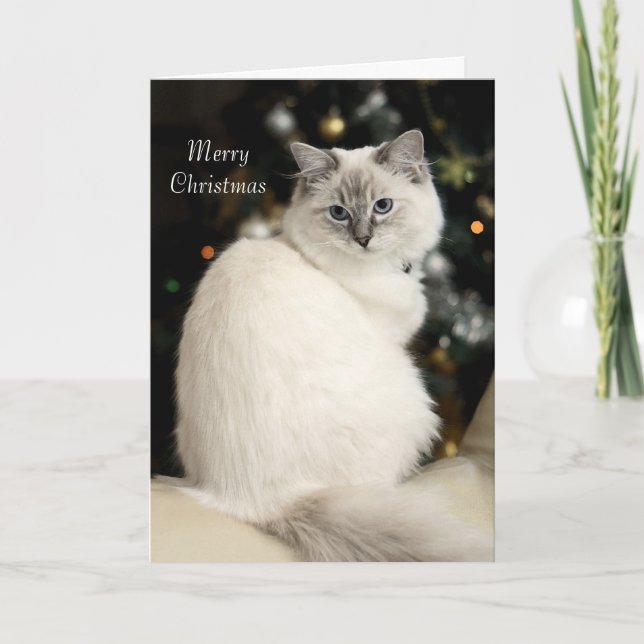 Ragdoll Weihnachtskarte Feiertagskarte (Vorderseite)