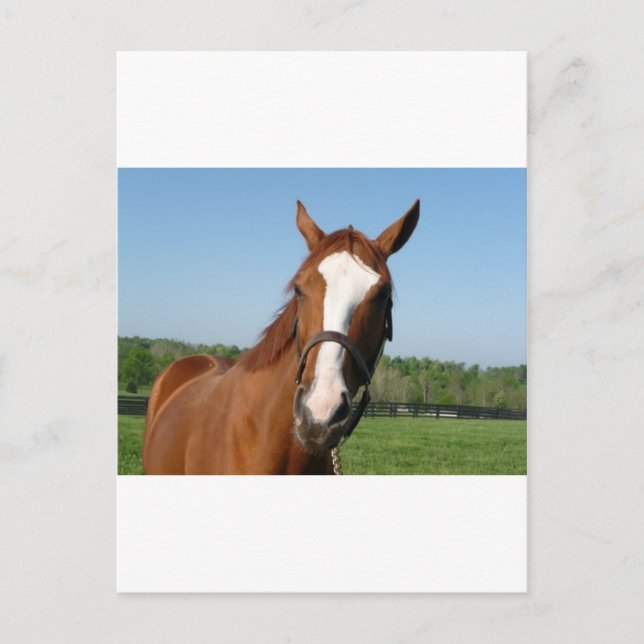 Rags to Riches Headshot Postkarte (Vorderseite)