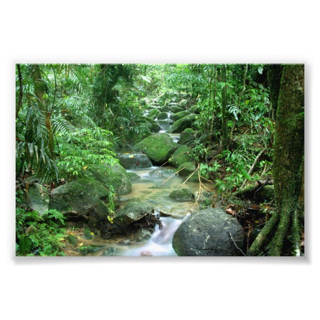 Rain Forest Cairns Australien Fotodruck (Vorne)