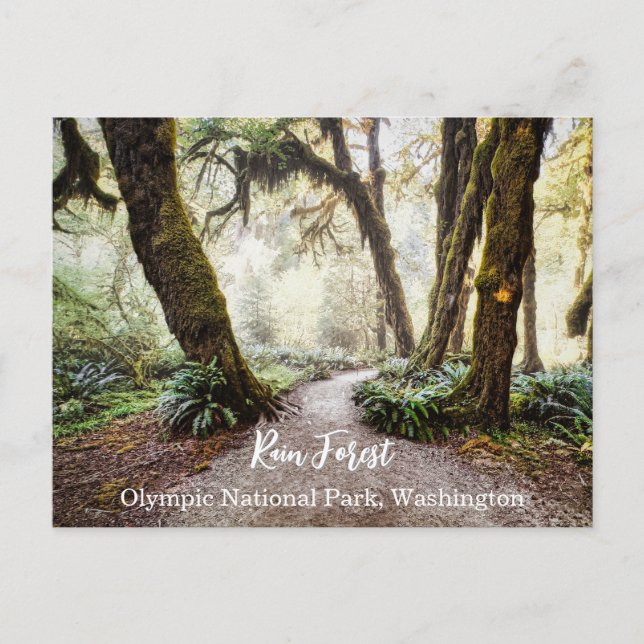 Rain Forest ・ Olympic National Park, Washington Postkarte (Vorderseite)