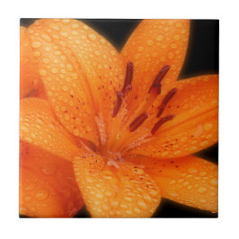Rain-Kissed Orange Asiatic Tiger Lilies Fliese