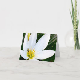 Rain Lily Bug Deux Dankeskarte