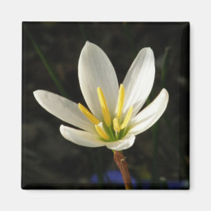 Rain Lily Magnet