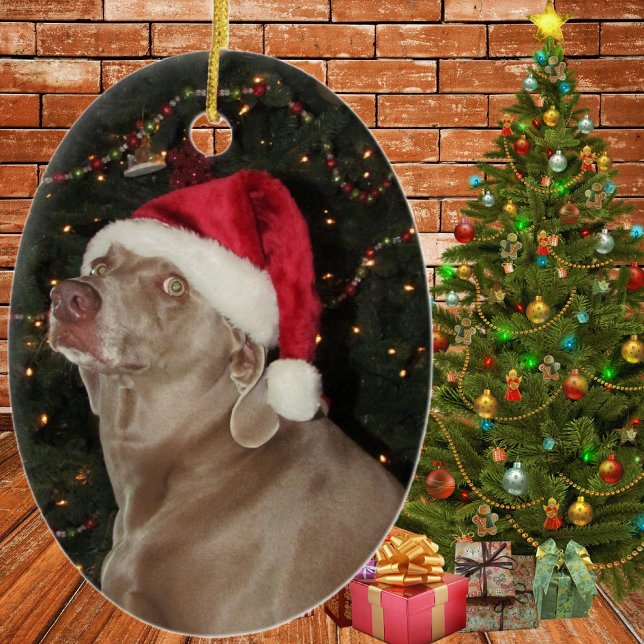 Rain the Weimaraner - ein Weihnachtsschmuck (Von Creator hochgeladen)