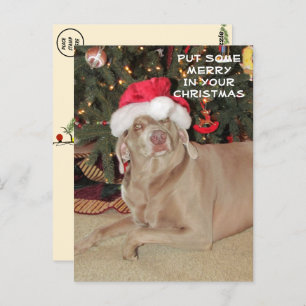 Rain the Weimaraner's Christmas Postkarte
