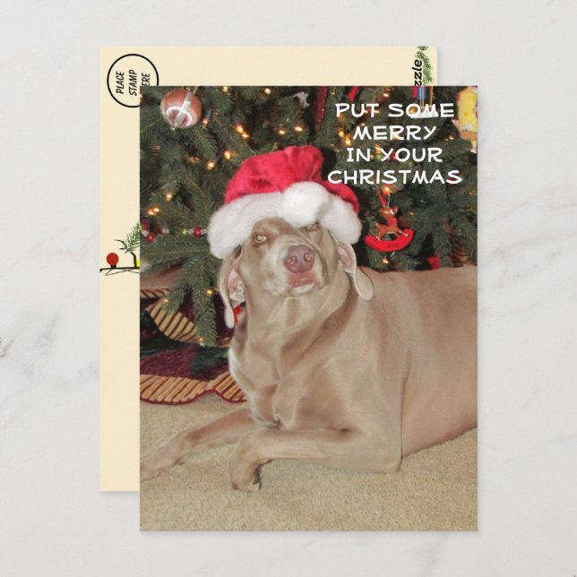 Rain the Weimaraner's Christmas Postkarte (Vorne/Hinten)