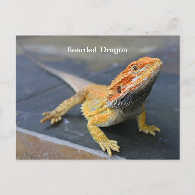 Rainbow Bearded Dragon Postkarte (Vorderseite)