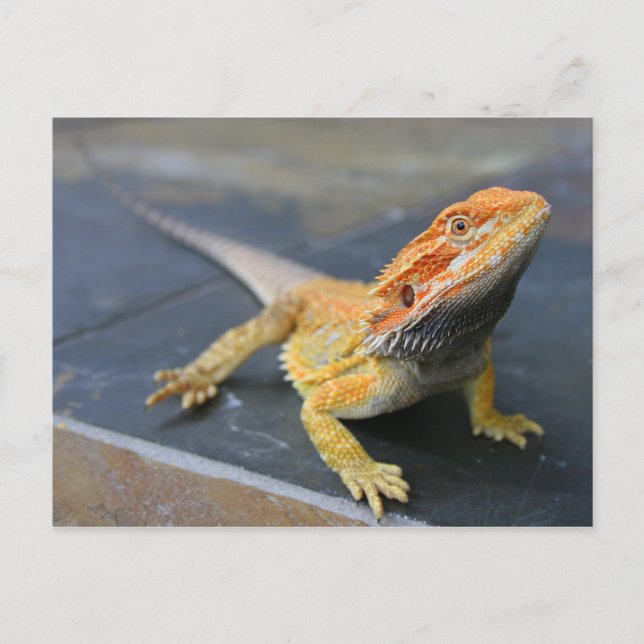 Rainbow Bearded Dragon Postkarte (Vorderseite)