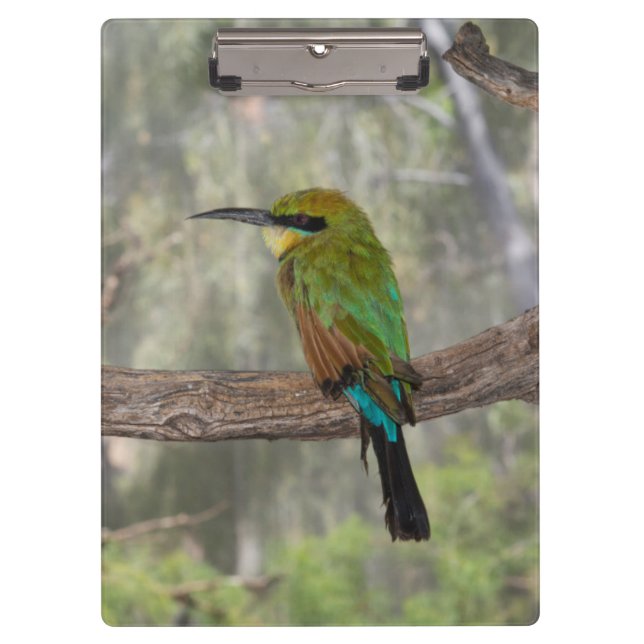 Rainbow-Bienenfresser, Australien Klemmbrett (Vorderseite)