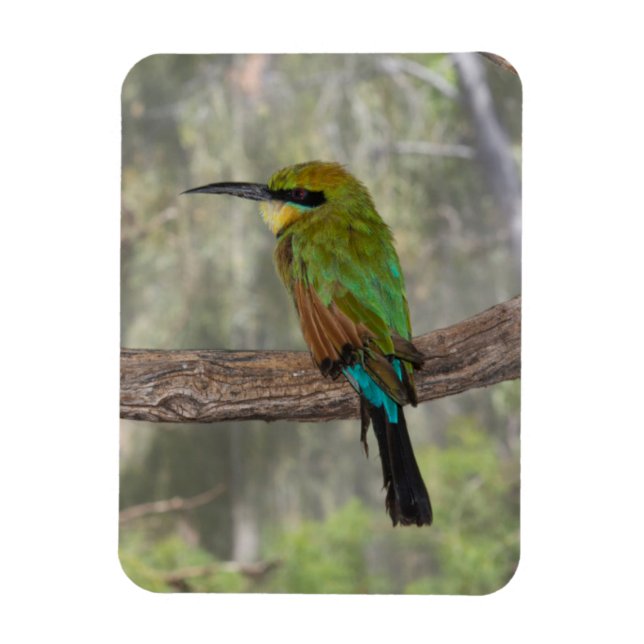 Rainbow-Bienenfresser, Australien Magnet (Vertikal)