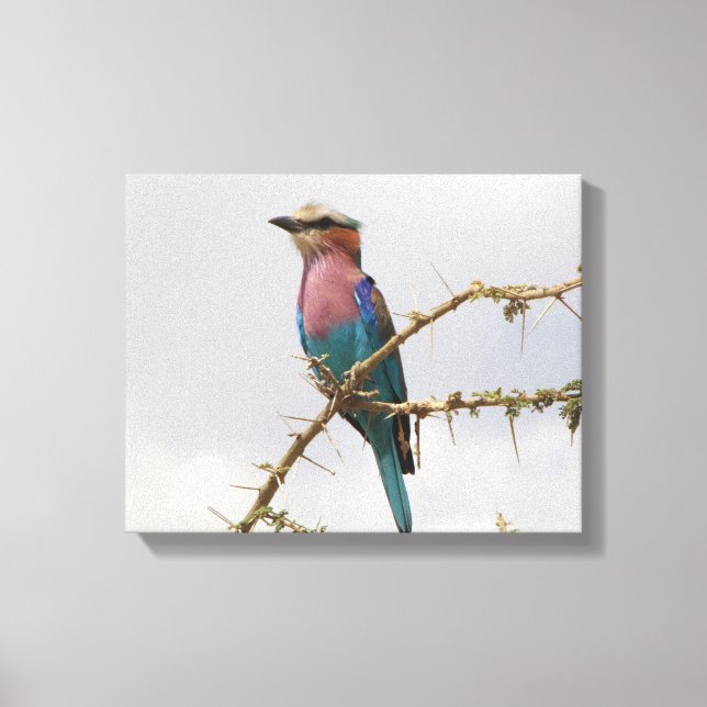 Rainbow-Bird-Foto Leinwanddruck (Vorderseite)