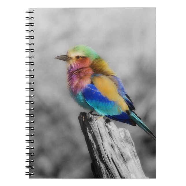 Rainbow Bird Notizblock (Vorderseite)