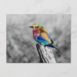 Rainbow Bird Postkarte