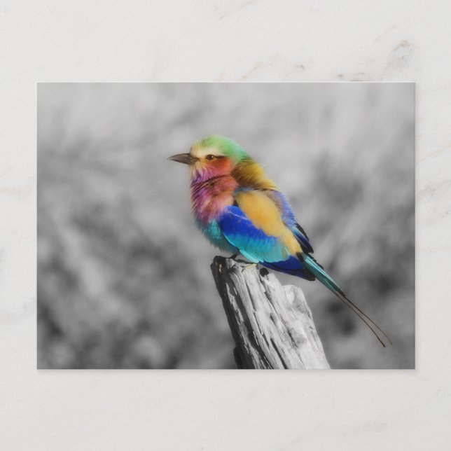 Rainbow Bird Postkarte (Vorderseite)