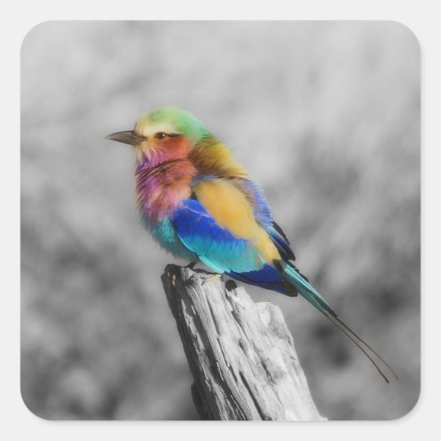 Rainbow Bird Quadratischer Aufkleber (Vorderseite)