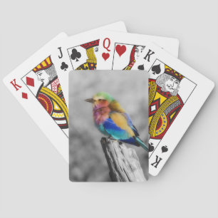 Rainbow Bird Spielkarten