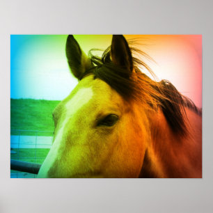 Rainbow Coloed Buckskin Poster