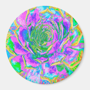 Rainbow Colors Fiesta Succulent Sedum Rosette Magnet