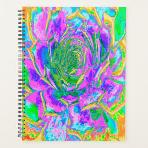 Rainbow Colors Fiesta Succulent Sedum Rosette Planer