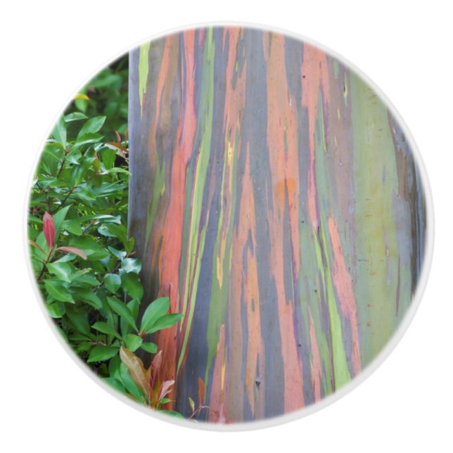 Rainbow Eucalyptus Tree Keramikknauf (Vorderseite)