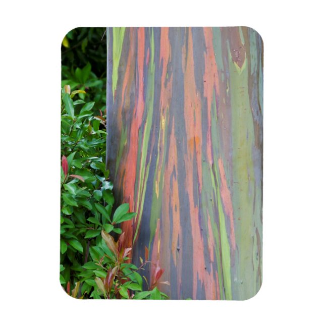 Rainbow Eucalyptus Tree Magnet (Vertikal)