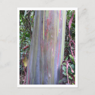 Rainbow Eucalyptus Tree Postkarte