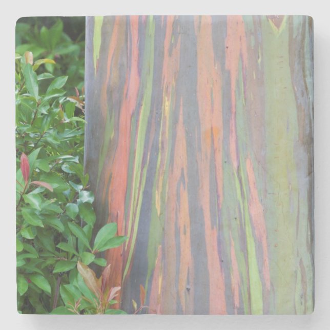 Rainbow Eucalyptus Tree Steinuntersetzer (Vorderseite)