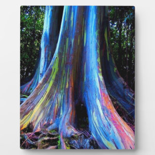 RAINBOW HAWAII EUCALYPTUS TREM FOTOPLATTE