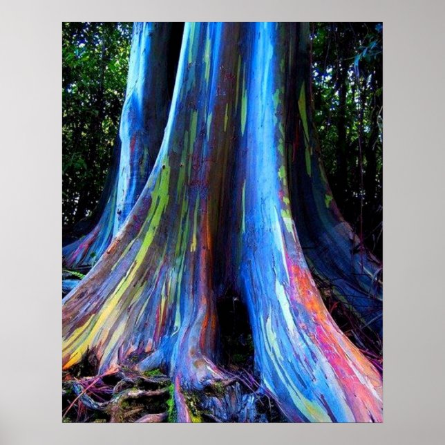 RAINBOW HAWAII EUCALYPTUS TREM POSTER (Vorne)