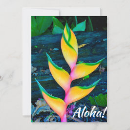 Rainbow Heliconia, Haena, Kauai, Hawaii Einladung