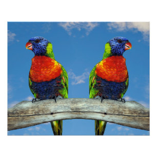 Rainbow-Lorikees, zwei auf einem Zweig Poster