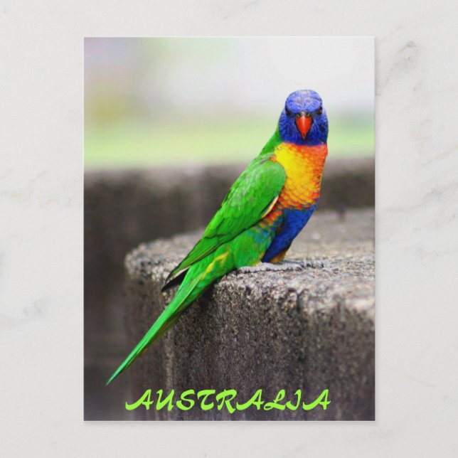 Rainbow Lorikeet, AUSTRALIA Postkarte (Vorderseite)