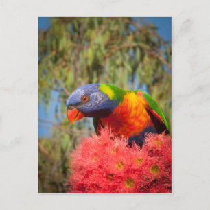 Rainbow Lorikeet, Australien Postkarte