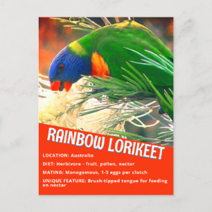 Rainbow Lorikeet Bird Educational Facts Foto Postkarte