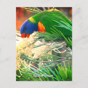 Rainbow Lorikeet Foto Postkarte