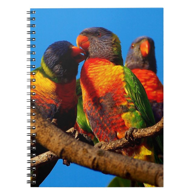 Rainbow Lorikeet Notebook Notizblock (Vorderseite)