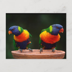 Rainbow Lorikeet Parrots Postkarte