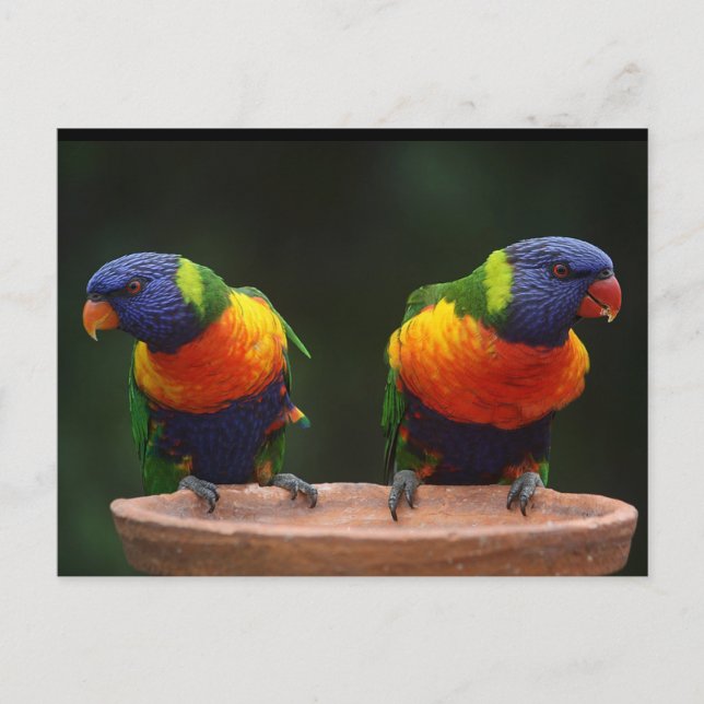 Rainbow Lorikeet Parrots Postkarte (Vorderseite)