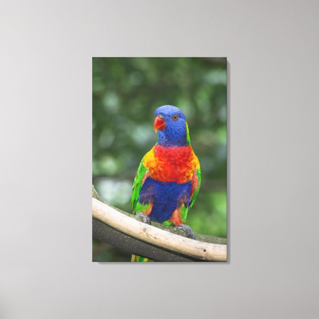 Rainbow Lorikeet Portrait Leinwanddruck (Vorderseite)