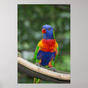 Rainbow Lorikeet Portrait Poster