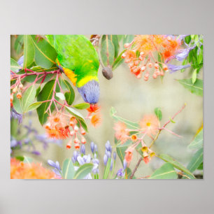Rainbow Lorikeet Poster
