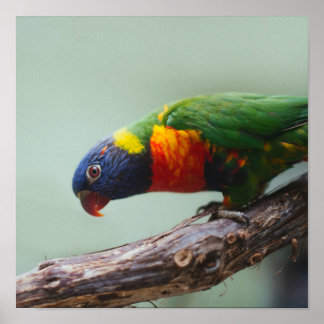 Rainbow Lorikeet Poster