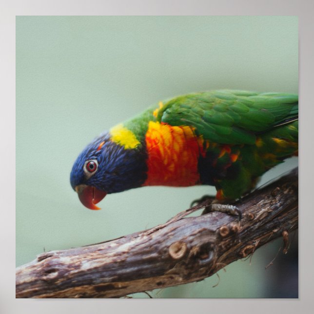 Rainbow Lorikeet Poster (Vorne)